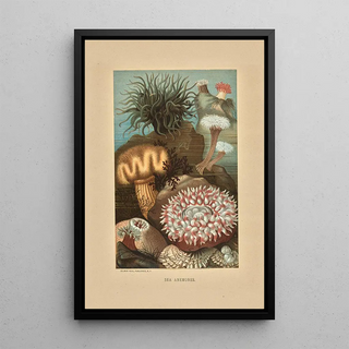 Louis Prang Co - Sea Anemones.webp
