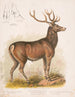 Le wapiti américain - Louis Prang Co — visning af kunstværket