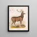 Le wapiti américain - Louis Prang Co — indrammet kunstværk på væggen