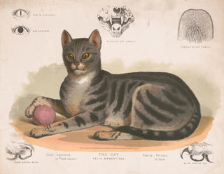 Louis Prang  Co - The cat  Felis domesticus.webp