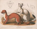 Fouines Mustela longicauda - Louis Prang Co — visning af kunstværket