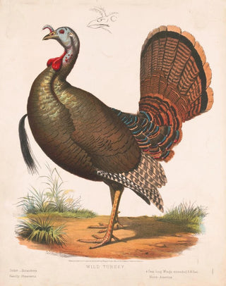 Louis Prang Co - Wild turkey.webp
