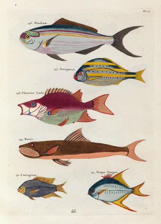 Louis Renard - Poissons ecrevisses et crabes de diverses couleurs et figures extraordinaires Pl027.webp