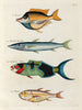 fisk, krebsdyr og krabber i forskellige farver og med ekstraordinære figurer Pl040 - Louis Renard — visning af kunstværket
