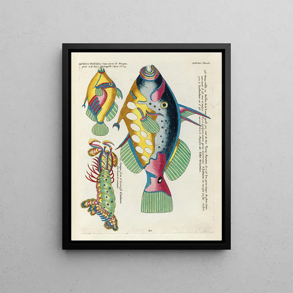 Louis Renard - Poissons ecrevisses et crabes de diverses couleurs et figures extraordinaires Pl071.webp