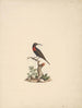 Chalcomitra senegalensis - Luigi Balugani — visning af kunstværket