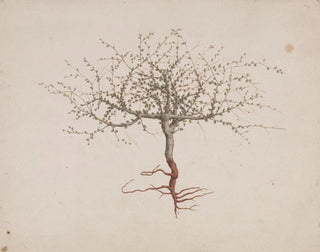 Luigi Balugani - Commiphora gileadensis L C Chr Balm of Gilead Opobalsam.webp