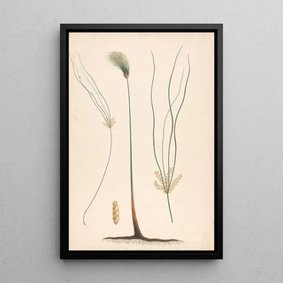 Luigi Balugani - Cyperus papyrus L.webp