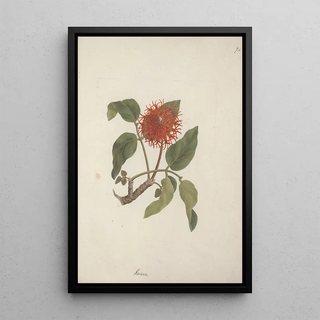 Luigi Balugani - Erythrina abyssinica DC.webp