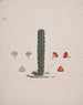 Euphorbia abyssinica J. F. Gmel. Etiopisk træeuphorbia - Luigi Balugani — visning af kunstværket