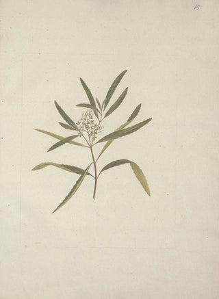 Luigi Balugani - Nuxia oppositifolia Hochst Benth.webp