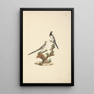 Luigi Balugani - Oena capensis.webp