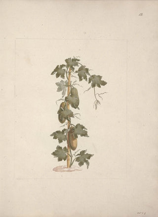 Luigi Balugani - Peponium vogelii Engl.webp