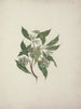 Pittosporum viridiflorum Sims - Luigi Balugani — visning af kunstværket