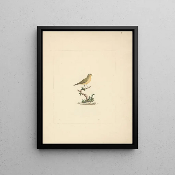 Luigi Balugani - Unidentified Bird.webp