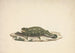 Caméléon ikke identificeret - Luigi Balugani — visning af kunstværket