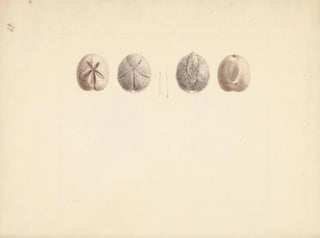 Luigi Balugani - Unidentified Sand Dollar.webp