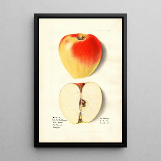 M Strange - Malus domestica Yellow Bellflower.webp