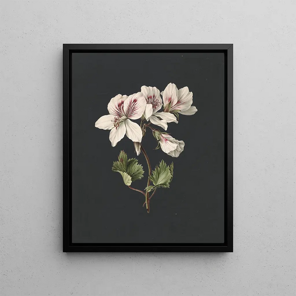 M de Gijselaar - Pelargonium album bicolor.webp