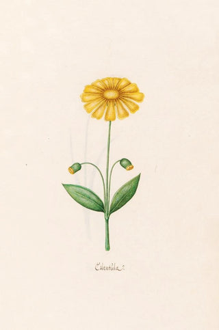 Magdelena Rosina Funck - Calentla.webp