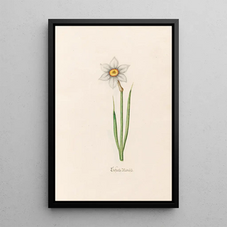 Magdelena Rosina Funck - Einfache Narciss.webp