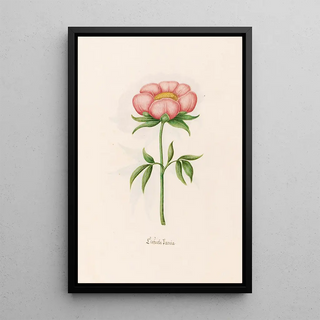 Magdelena Rosina Funck - Einfache Poeonia Peony.webp