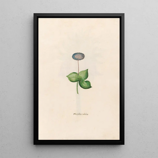 Magdelena Rosina Funck - Hepatica nobilis.webp