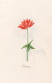 Anemone d'automne - Magdalena Rosina Funck — visning af kunstværket