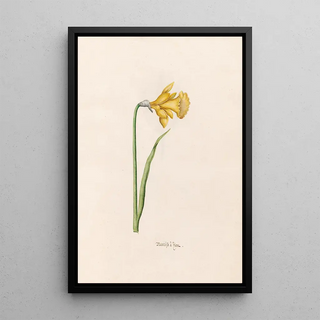 Magdelena Rosina Funck - Narciss Lion.webp