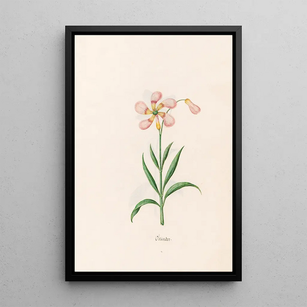 Magdelena Rosina Funck - Oleander.webp