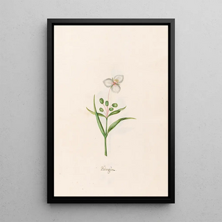 Magdelena Rosina Funck - Phalangim.webp