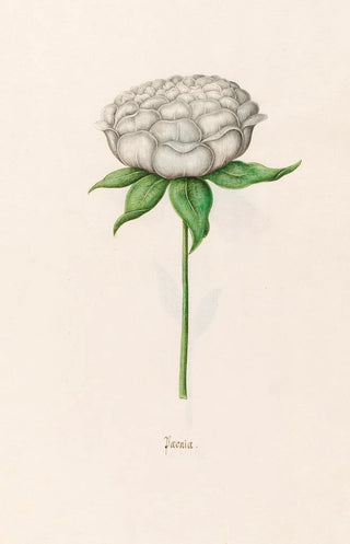 Magdelena Rosina Funck - Poeonia Peony.webp