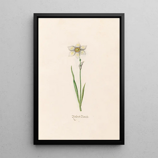 Magdelena Rosina Funck - Rieshende Narciss.webp