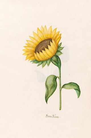 Magdelena Rosina Funck - Sonnen Blme.webp