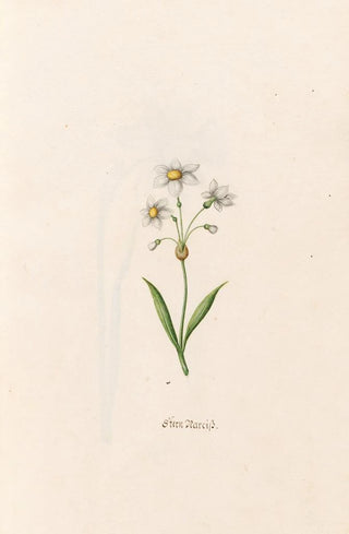 Magdelena Rosina Funck - Stern Narciss.webp