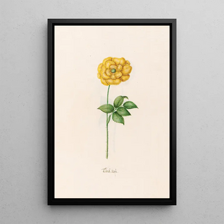 Magdelena Rosina Funck - Trck Rose.webp