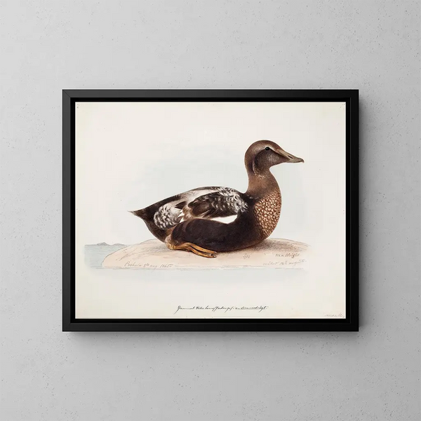 Eider à duvet mâle en été - Magnus von Wright — indrammet kunstværk på væggen