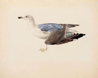 Magnus Von Wright - European Herring Gull.webp