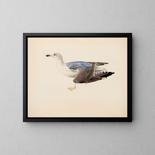 Magnus Von Wright - European Herring Gull.webp