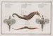 L 2 Pégase Draconis Le Dragon de Mer 3 Syngnathus Hippocampus L'Hippocampe - Marcus Elieser Bloch — visning af kunstværket