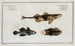 2 Perca Asper La Perche Rugueuse 3 Gobius Jozo Le Gobie Bleu - Marcus Elieser Bloch — visning af kunstværket