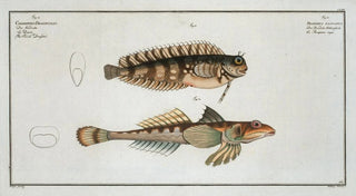 Marcus Elieser Bloch - 1 Blennius fasciatus 2 Callionymus Dracunculus The Sordid Dragoned.webp