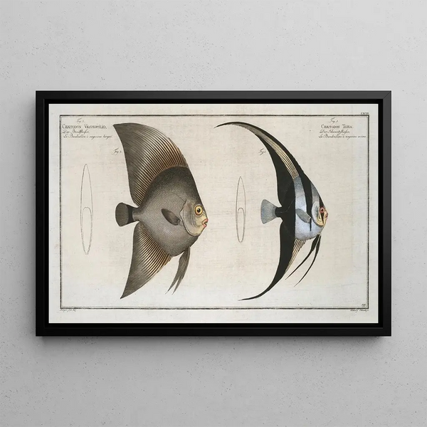 Marcus Elieser Bloch - 1 Chaetodon Teira 2 Chaetodon Vespertilio.webp