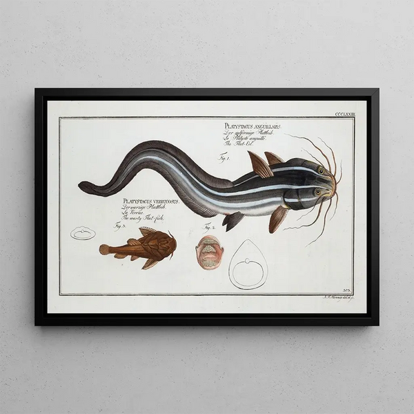 Platystacus angullaris L'anguille plate 2 Platystacus verrucosus Den vinklede fladfisk - Marcus Elieser Bloch — indrammet kunstværk på væggen