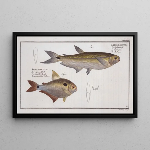 Salmo argentinus Le Piabuco 2 Salmo bimaculatus Le saumon bimaculé - Marcus Elieser Bloch — indrammet kunstværk på væggen