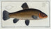 Cyprinus tinca, la tanche - Marcus Elieser Bloch — visning af kunstværket