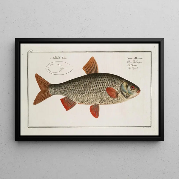 Marcus Elieser Bloch - Cyprinus Rutilus The Roach.webp