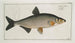Cyprinus Vimba Le Vimba - Marcus Elieser Bloch — visning af kunstværket