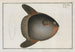Diodon Mola, le poisson-lune - Marcus Elieser Bloch — visning af kunstværket