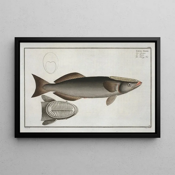Echeneis remora, den sugesæk - Marcus Elieser Bloch — indrammet kunstværk på væggen